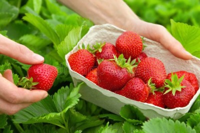 Збір полуниці,Нідерланди NL Netherlands