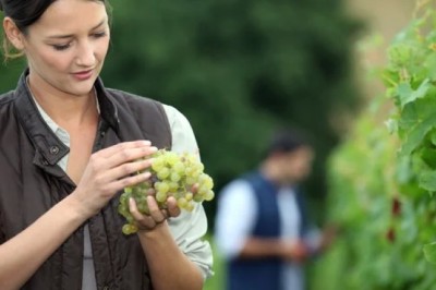Збір врожаю,Нідерланди NL Netherlands